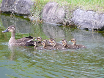 Make way for ducklings!