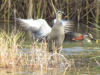 Eastern Spot-Billed Duck