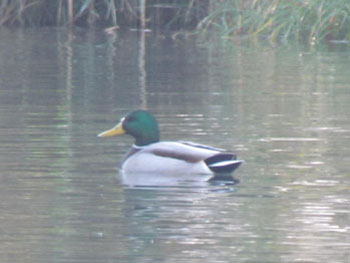 Mallard