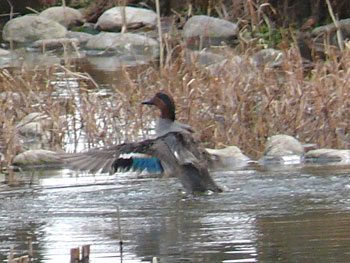 Eurasian teal