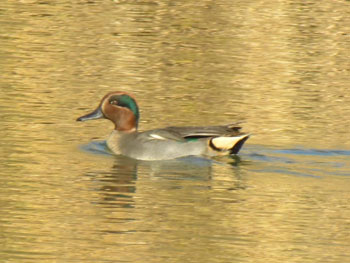 Eurasian teal