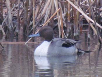 Northern pintail