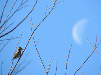 Rustic bunting