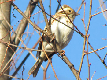 Rustic bunting