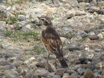 Dusky Thrush