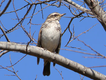 Dusky Thrush