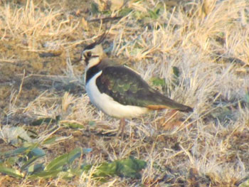 Northern lapwing