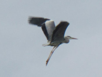 Grey heron