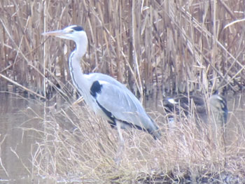 Grey heron