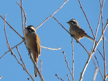 Siberian meadow bunting