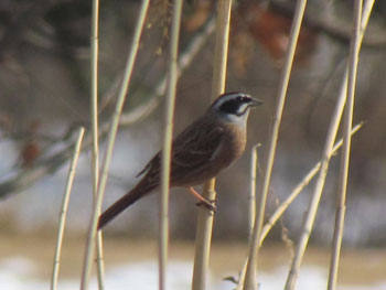 Siberian meadow bunting