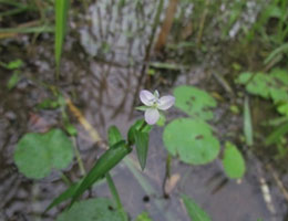 Dayflower