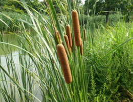 Cattail