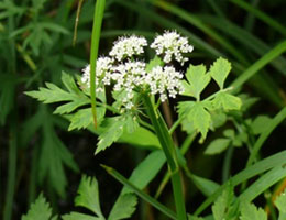 Japanese parsley