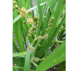 Burr-reed (Sparganium erectum)