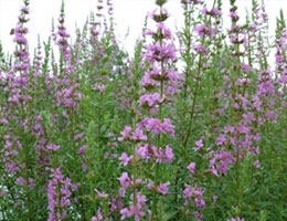 Purple Loosestrife