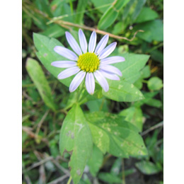 Navy Chrysanthemum